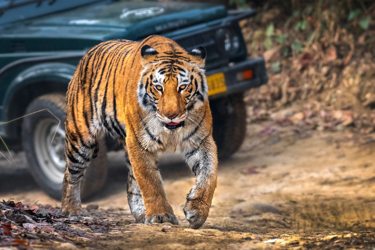 Jim Corbett