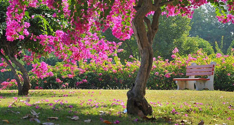 Bougainvillea Garden Chandigarh